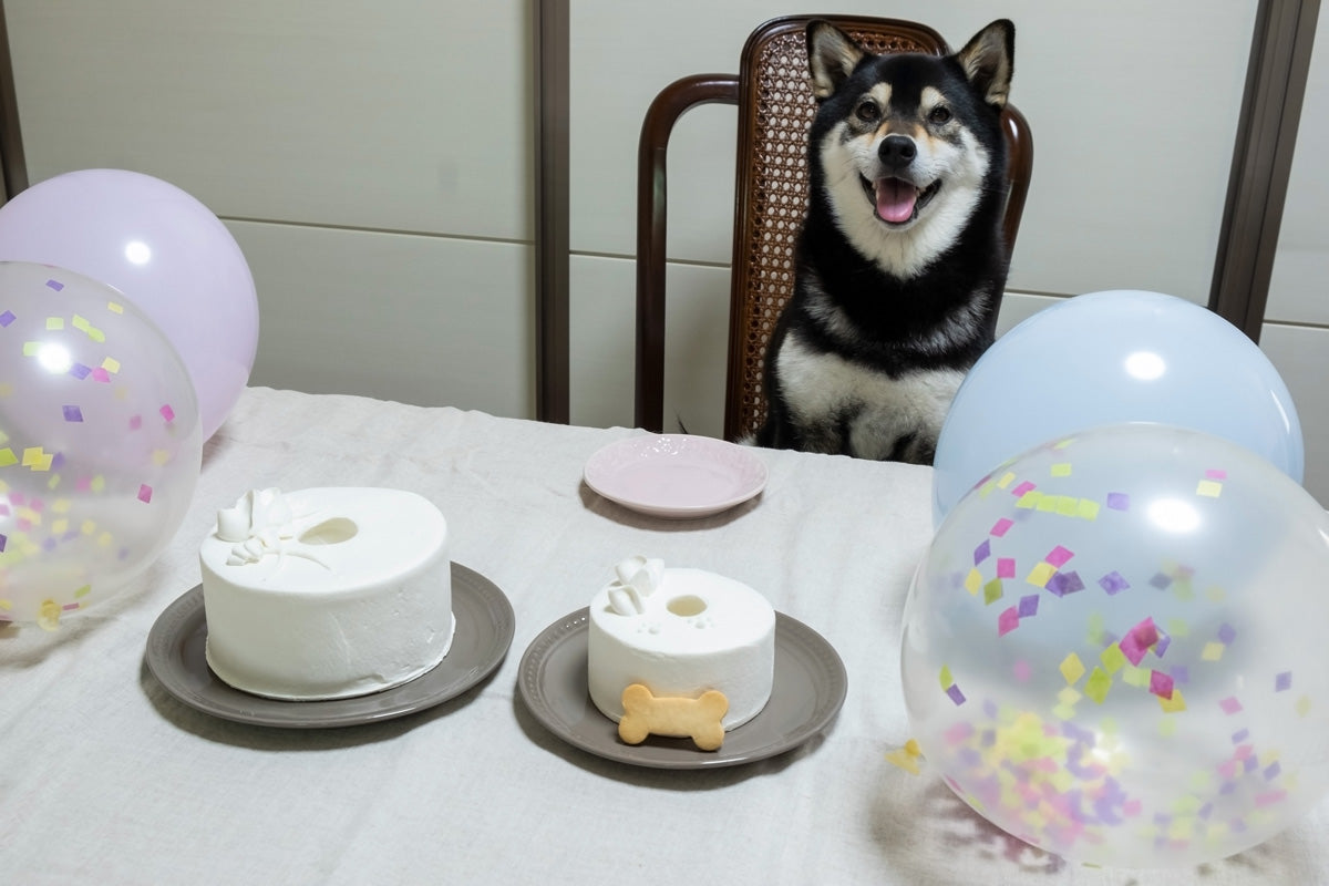 犬用シフォンケーキ