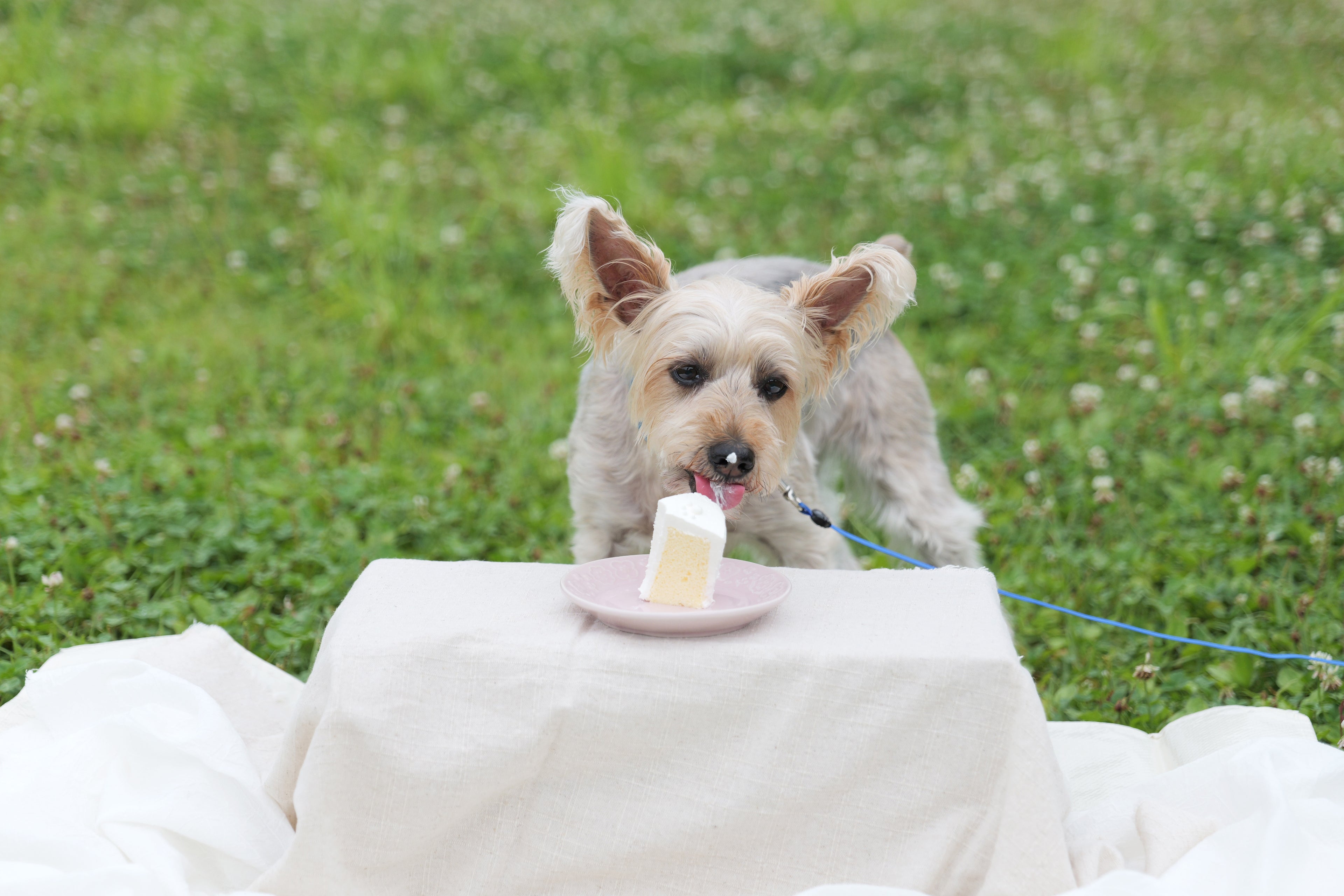 犬用シフォンケーキ「This is CHIFFON CAKE. for DOG」