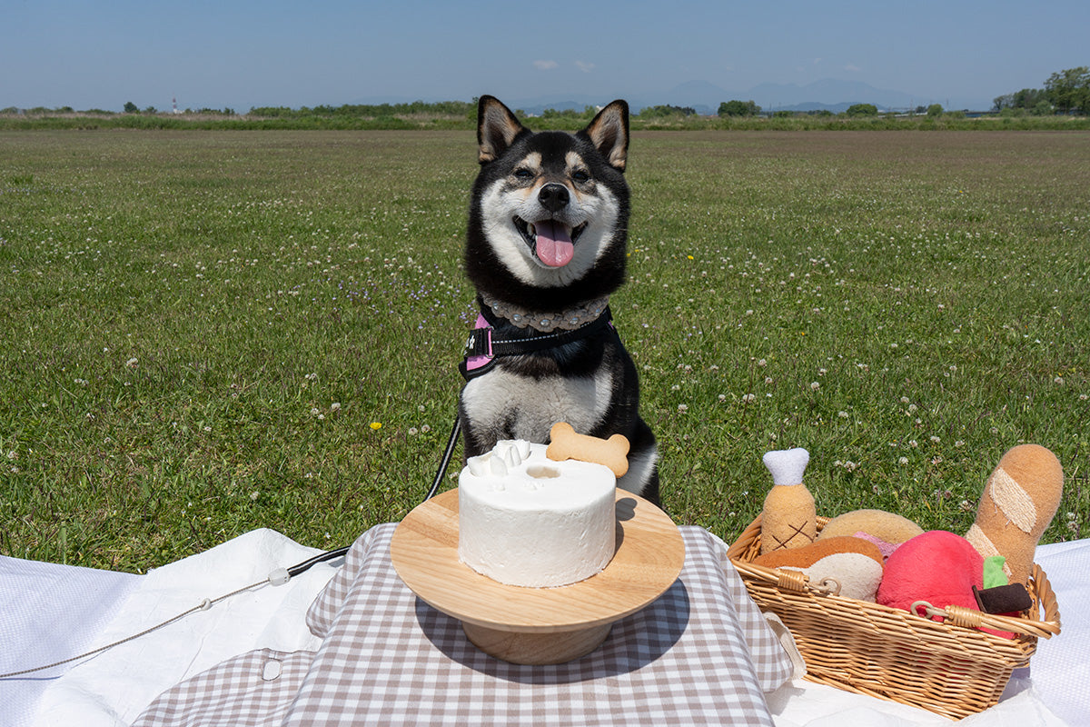 犬用シフォンケーキブランド「This is CHIFFON CAKE. for DOG」